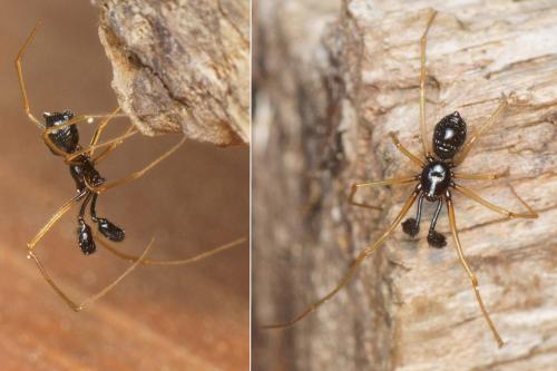 Neottiura uncinata